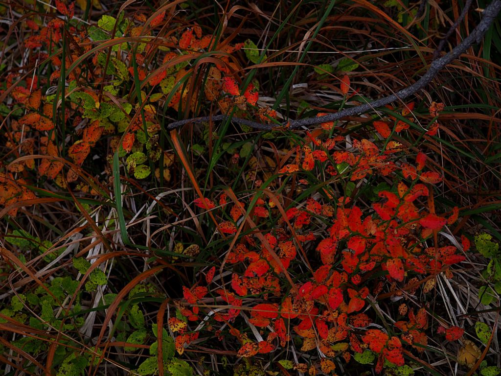 Arbusto da determinare